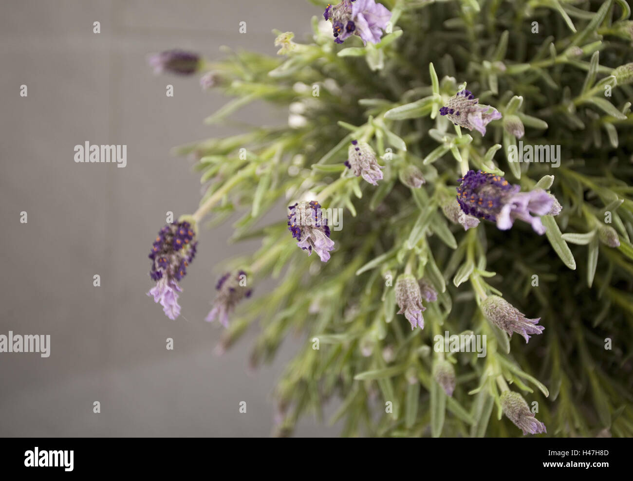 Lavendel, Lavendelpflanze, Lavendelblüten, Stockfoto