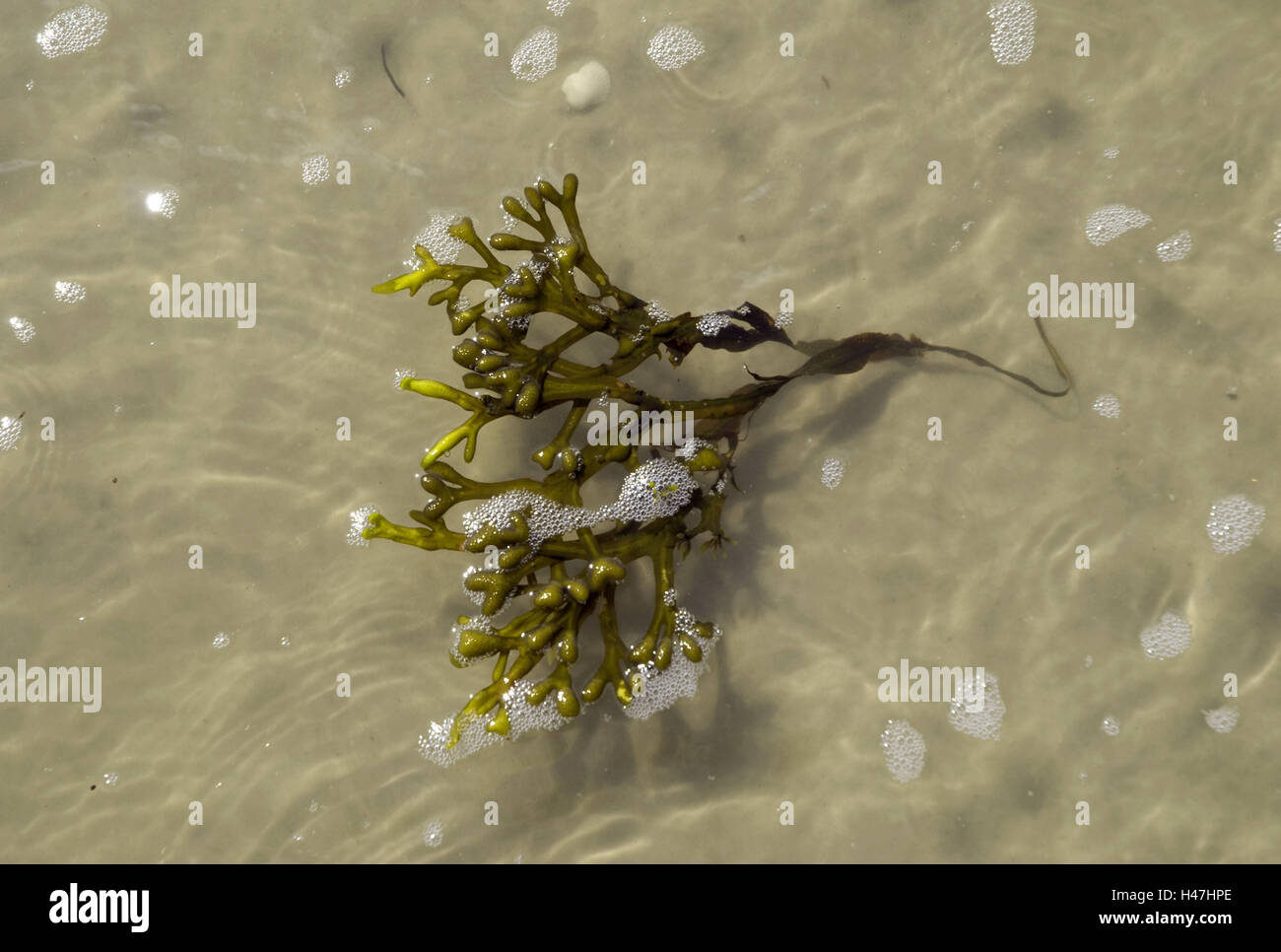 Algen im Wasser, Stockfoto