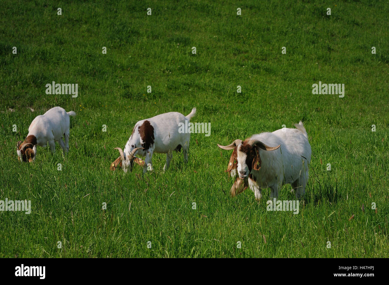Boers Ziegen, Wiese, Kopf, gehen, grass, Essen, Blick in die Kamera, Stockfoto