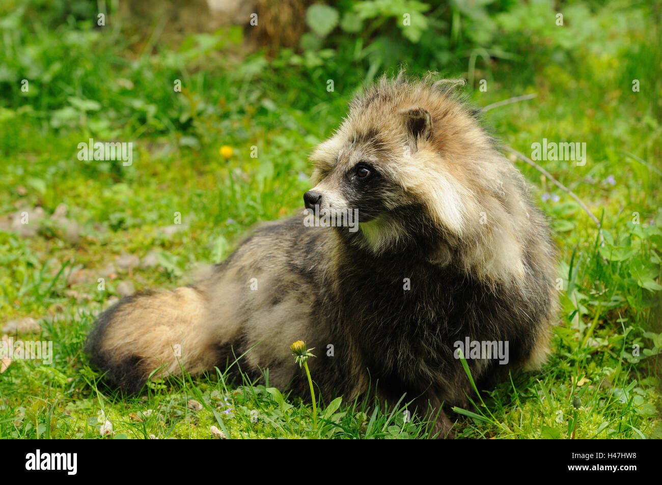 Marderhund Nyctereutes Procyonoides, Wiese, Seitenansicht, sitzen, Stockfoto