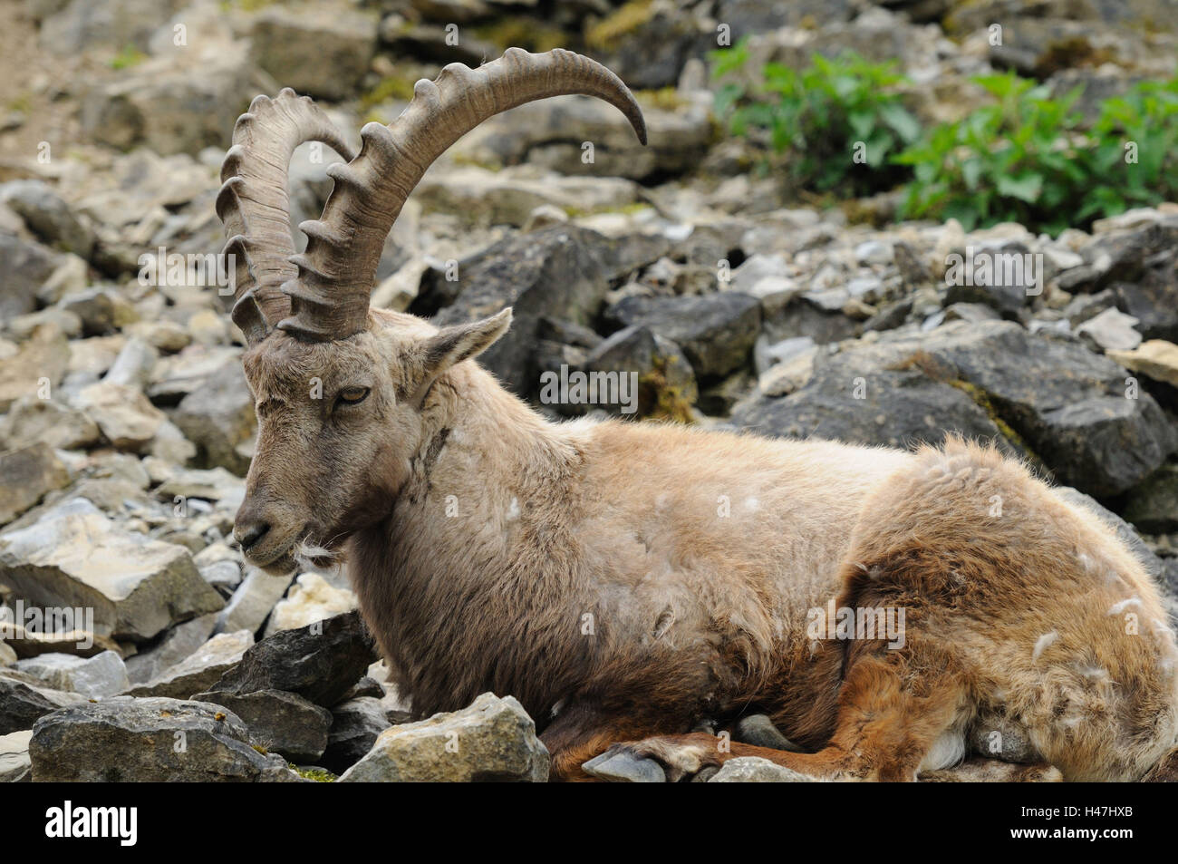 Alpensteinböcke Capra Ibex, Seitenansicht, liegend, Stockfoto