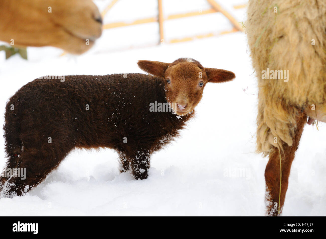 Hausschaf, Ovis Orientalis Aries, Jungtier, Seitenansicht, Ständer, in der Kamera anzeigen Stockfoto