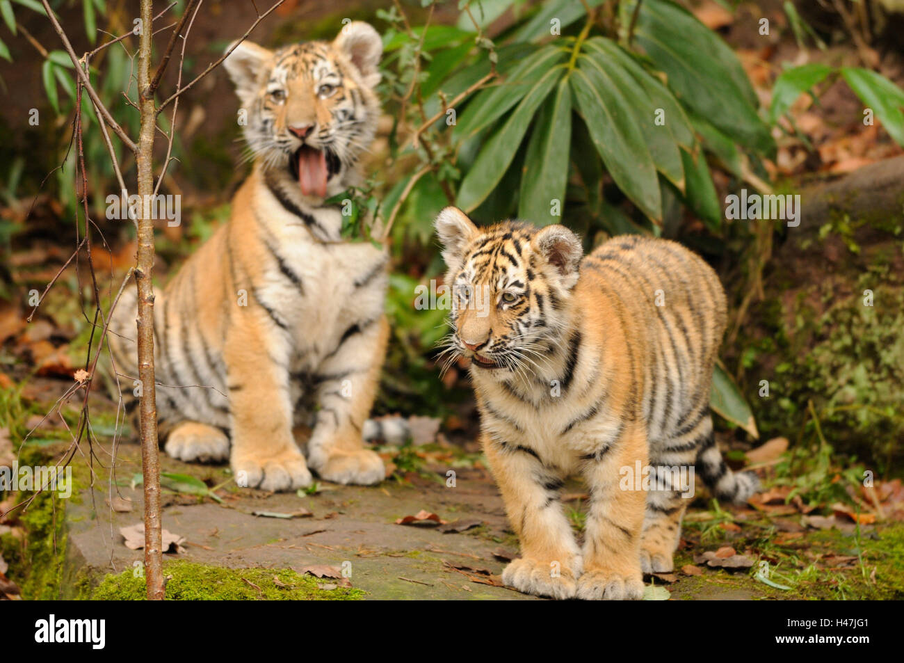 Sibirische Tiger, Panthera Tigris Altaica, Jungtiere, frontal, in der Kamera anzeigen Stockfoto
