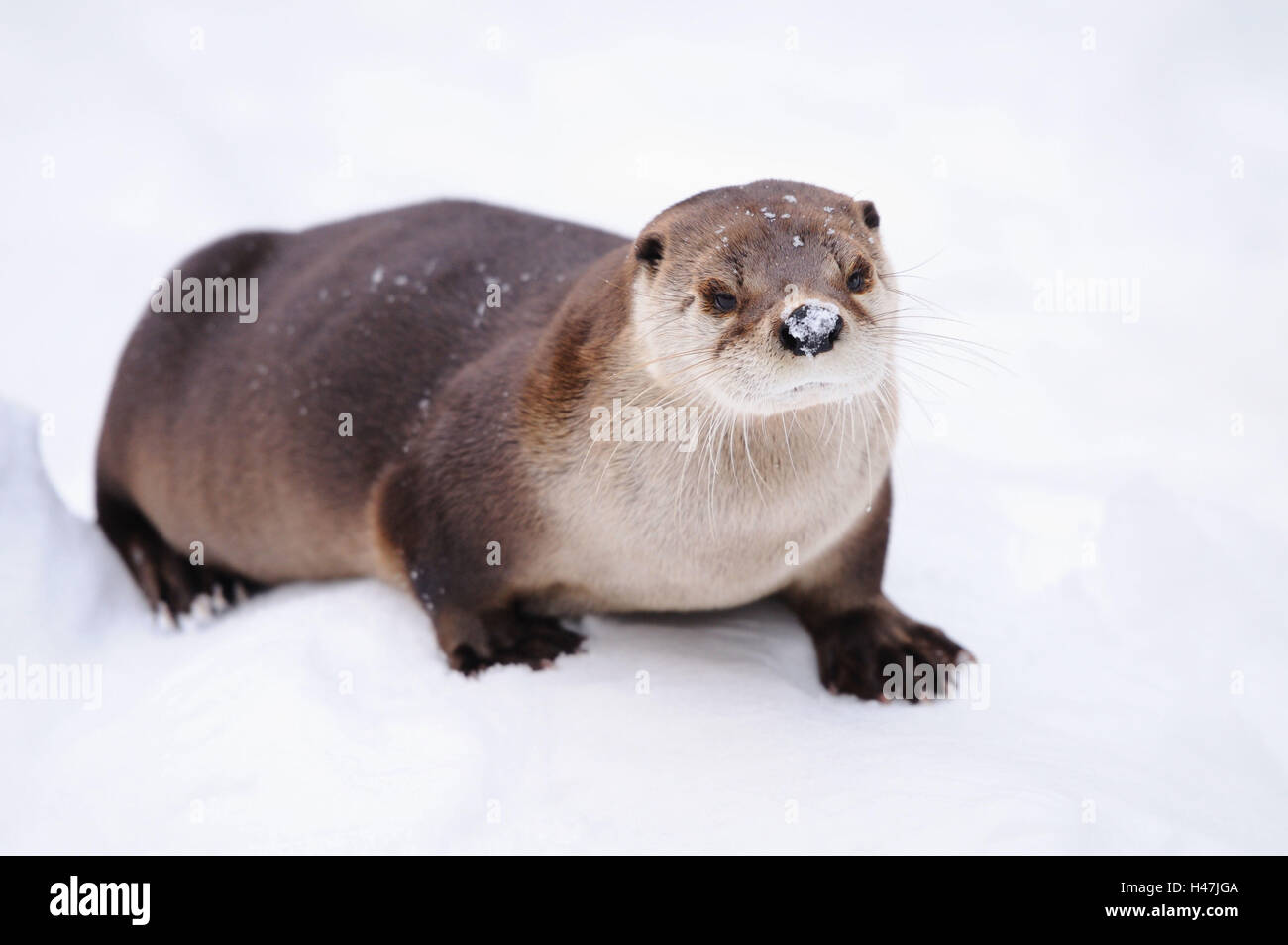 Nordamerikanischer Fischotter, Lontra Canadensis, Blick in die Kamera, Stockfoto