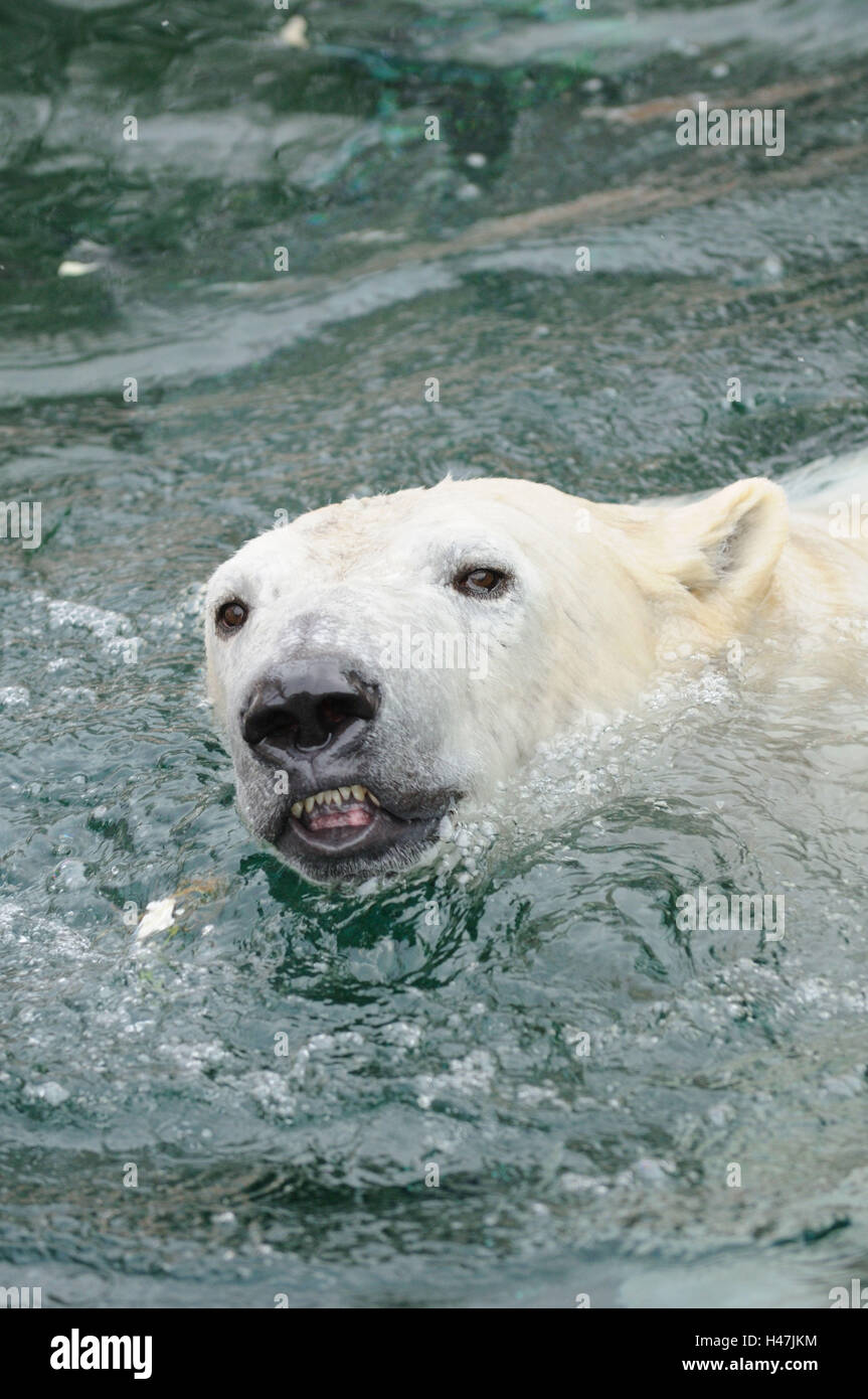 Eisbär, Ursus Maritimus, Porträt, frontal, Blick in die Kamera, Wasser, Schwimmen, Stockfoto