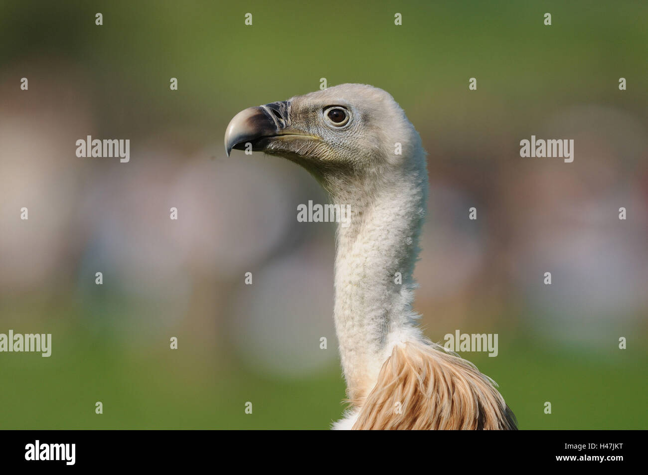 Gans Geier, abgeschottet Fulvus, Porträt, Seitenansicht, Stockfoto