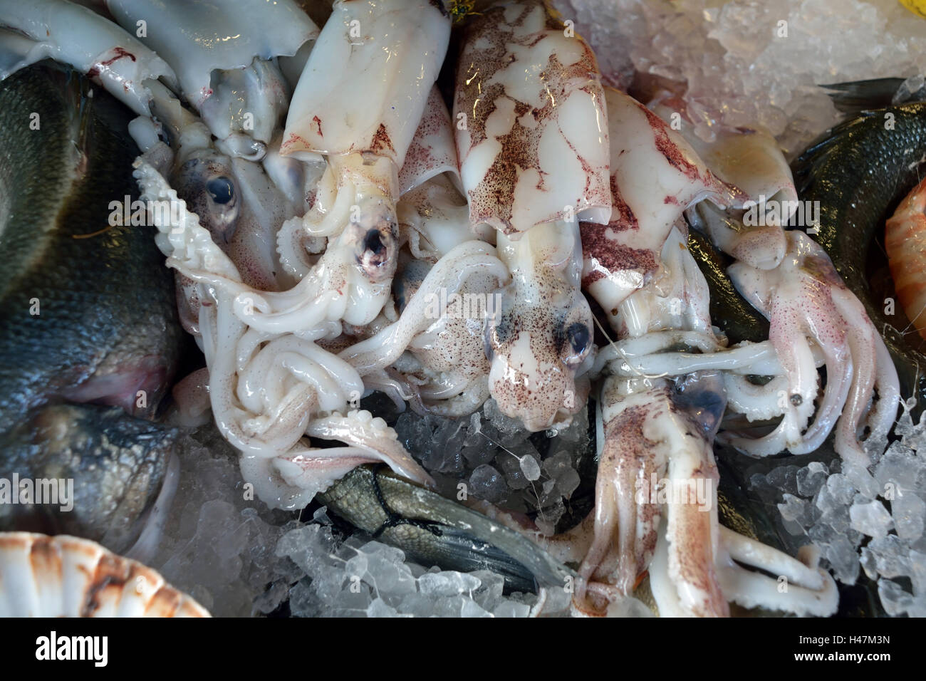 Fisch und Meeresfrüchte aus der Adria auf einem Fischmarkt am Rialto Brücke von Venedig in Italien. Stockfoto