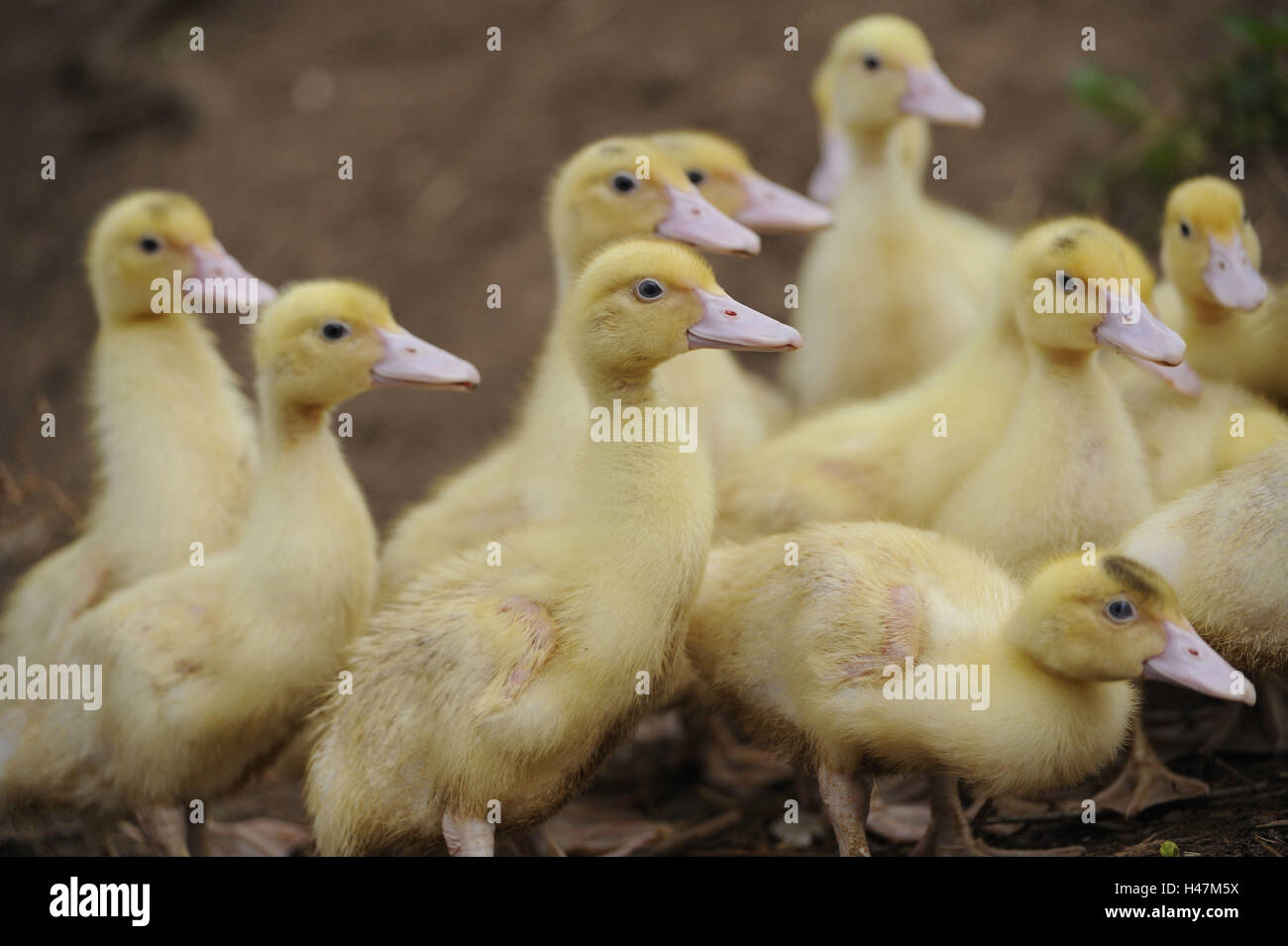 Haus-Enten, Anas Platyrhynchos nach Domestica, Küken, Stockfoto