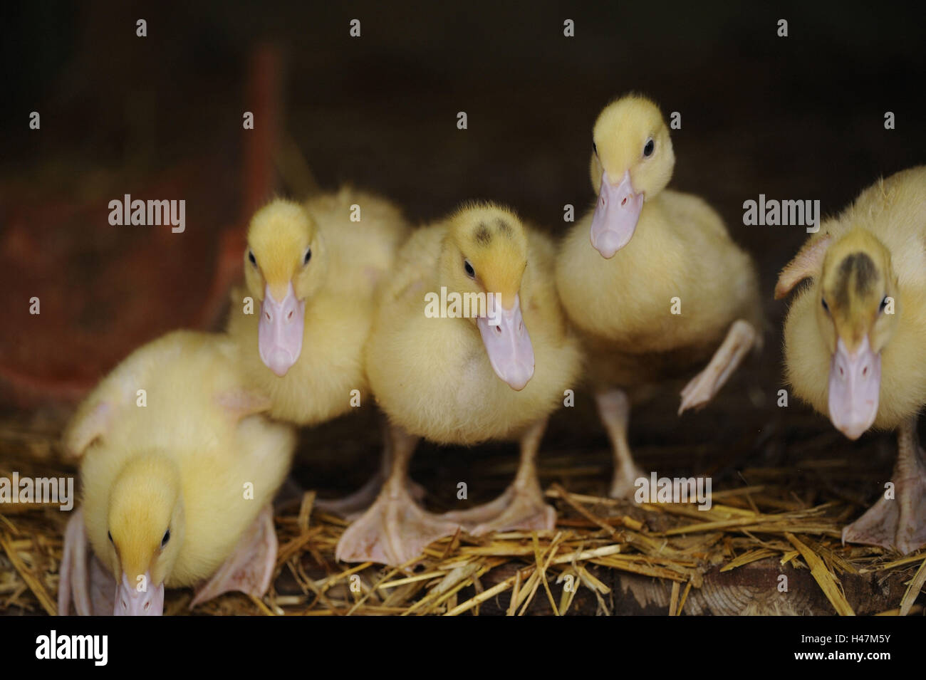 Haus-Enten, Anas Platyrhynchos nach Domestica, Küken, Rückfahrkamera, Stockfoto