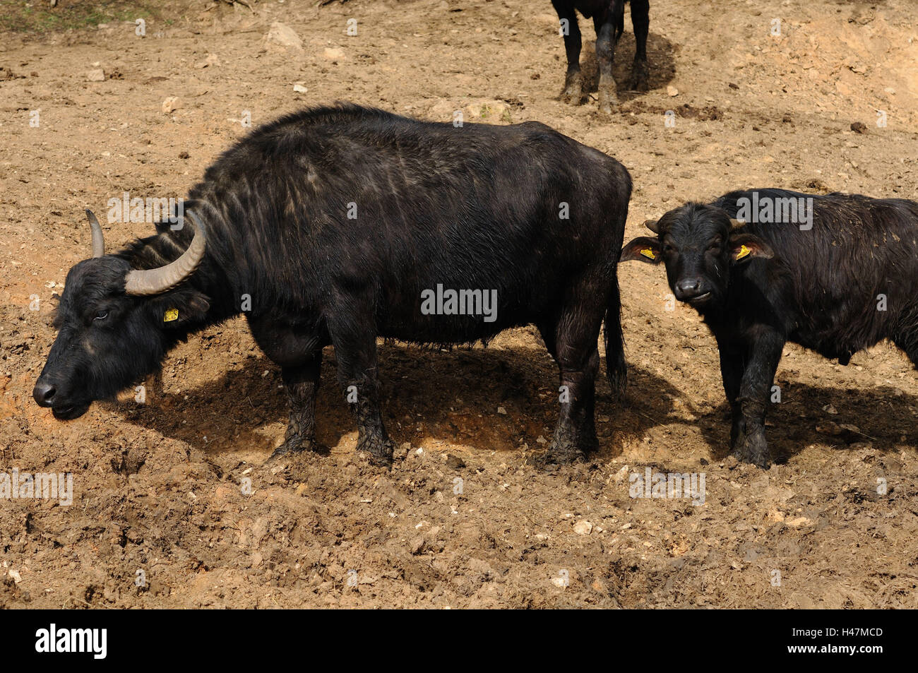 Wasser des jungen Aluminium Arnee, Kuh, Büffel, Kalb, Stockfoto