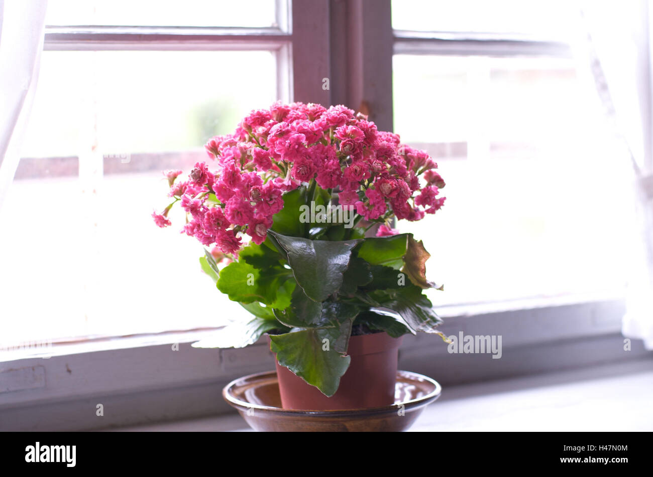 Blumentopf, Fensterbank, drinnen, Stockfoto