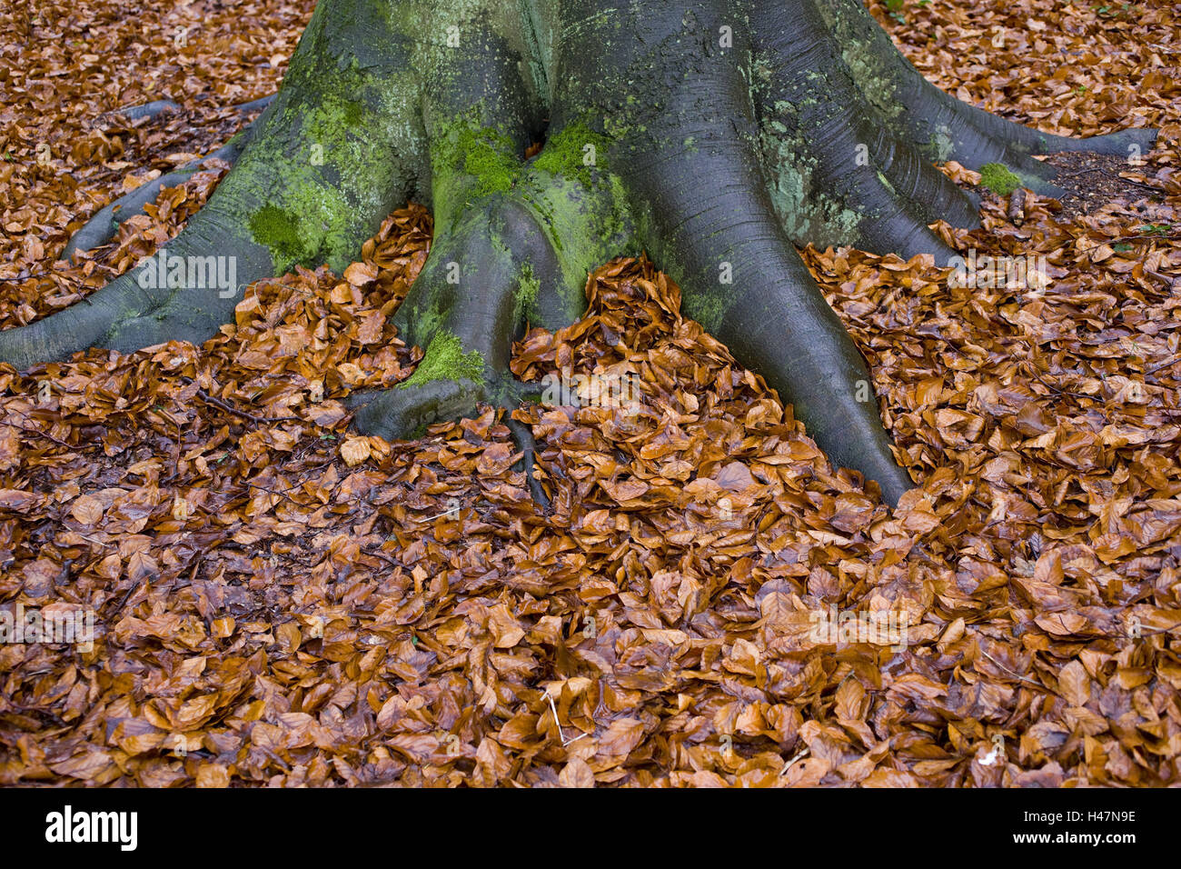 Baumwurzel, Laub, Nässe, Herbst, Saison, Park, draußen, Natur, Feuchtigkeit, Moos, braun, Laub, Stockfoto