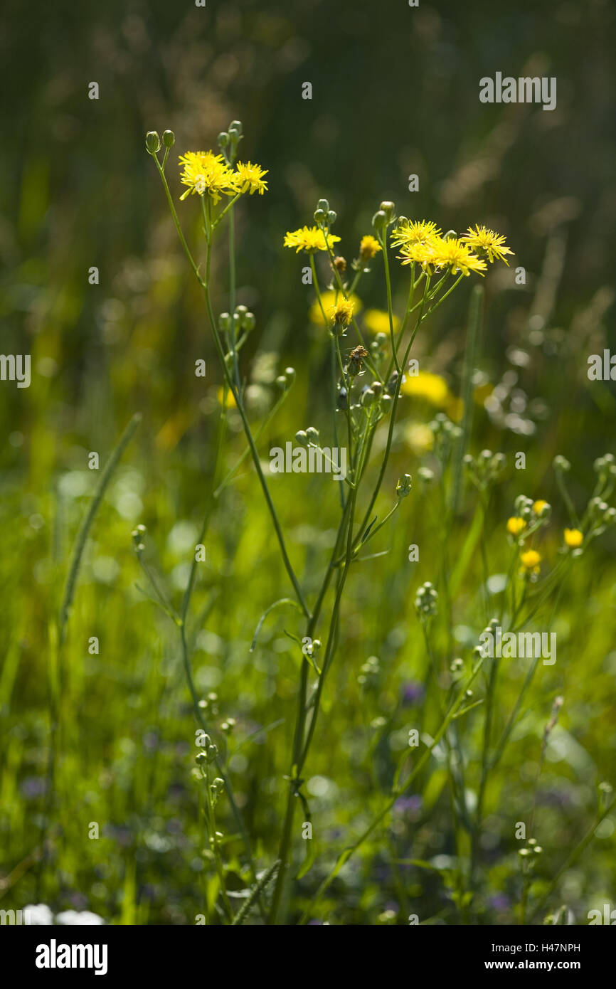 Wiesen-Pippau, Crepis Biennis, Stockfoto