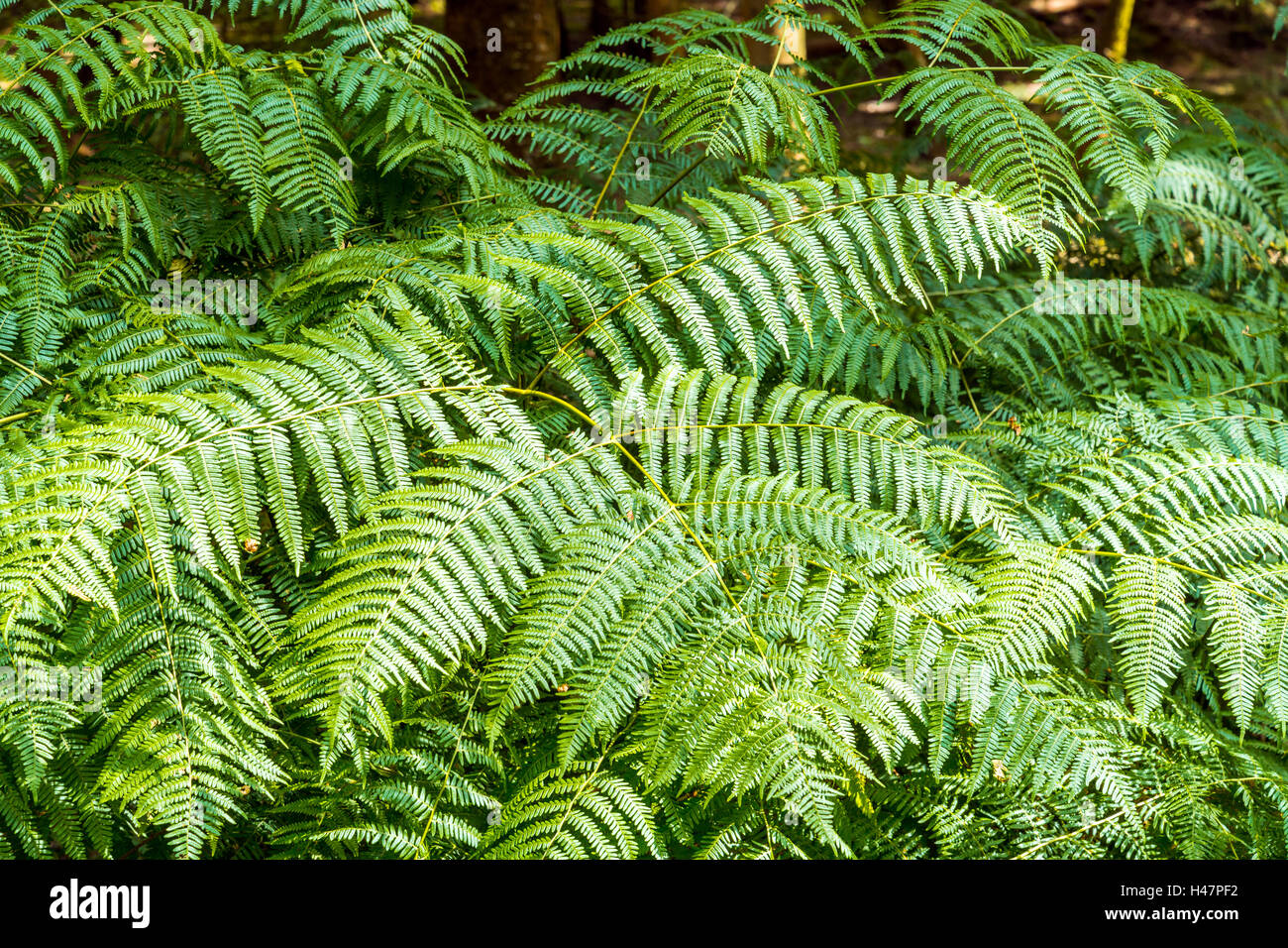 New Forest Blätter Stockfoto