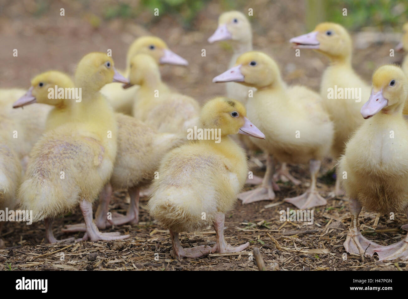 Haus-Enten, Anas Platyrhynchos nach Domestica, Küken, Stockfoto
