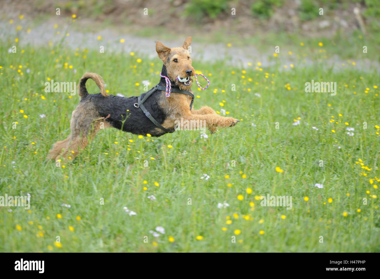 Airedales Terrier, Wiese, Lauf, Rückfahrkamera, Stockfoto