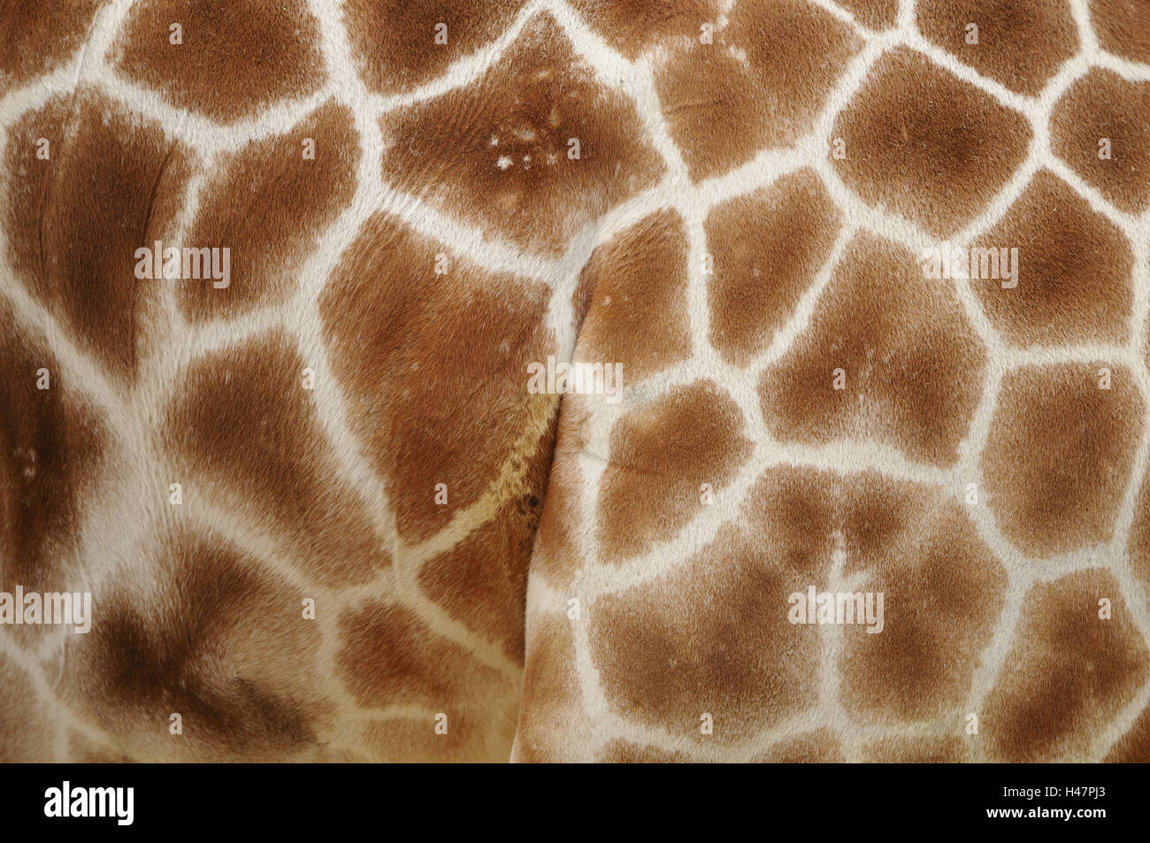 Netzwerk-Giraffe, Giraffe Giraffa Reticulata, Detail, Stockfoto