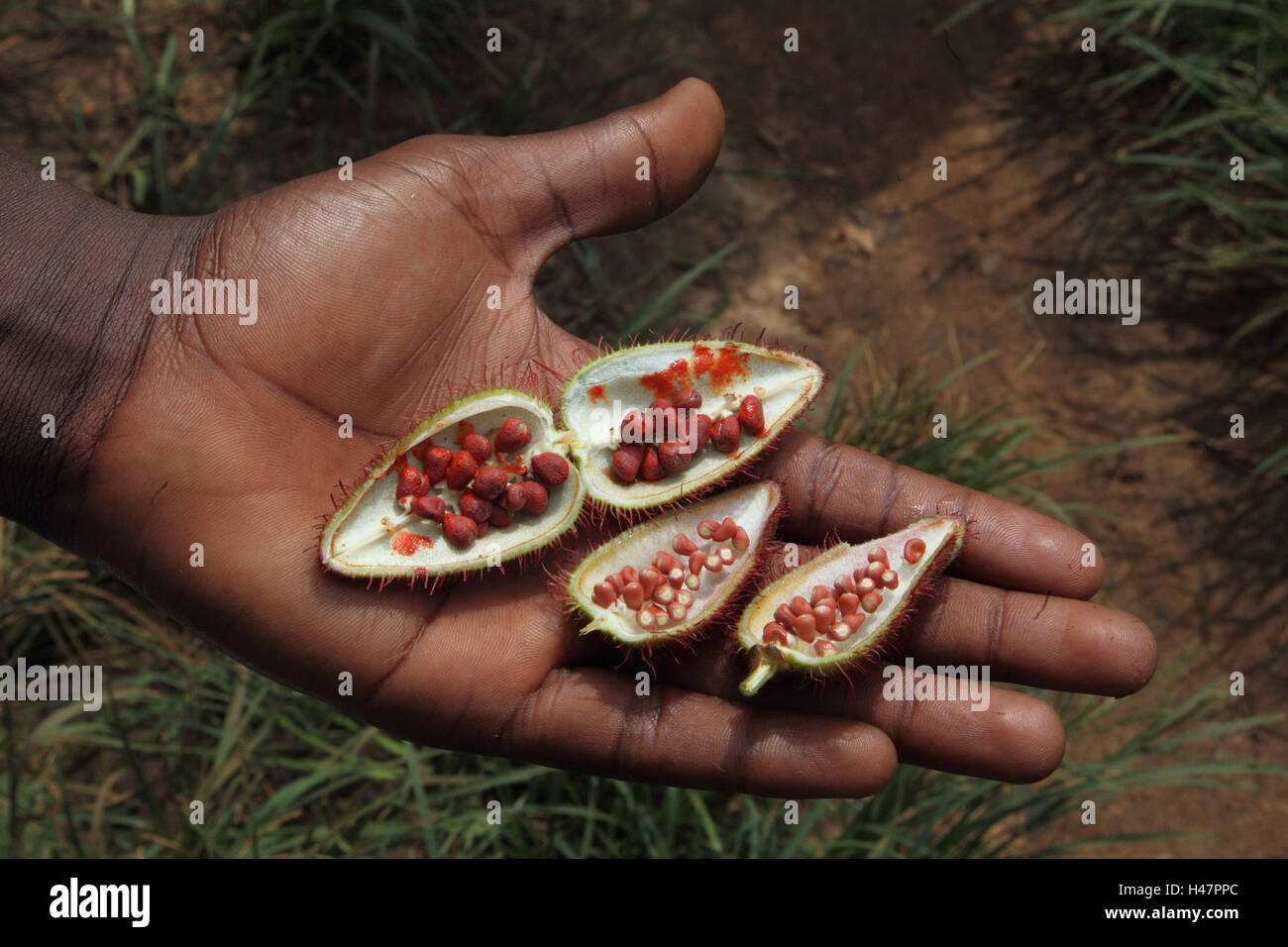 Annattostrauch, Früchte einerseits, Stockfoto