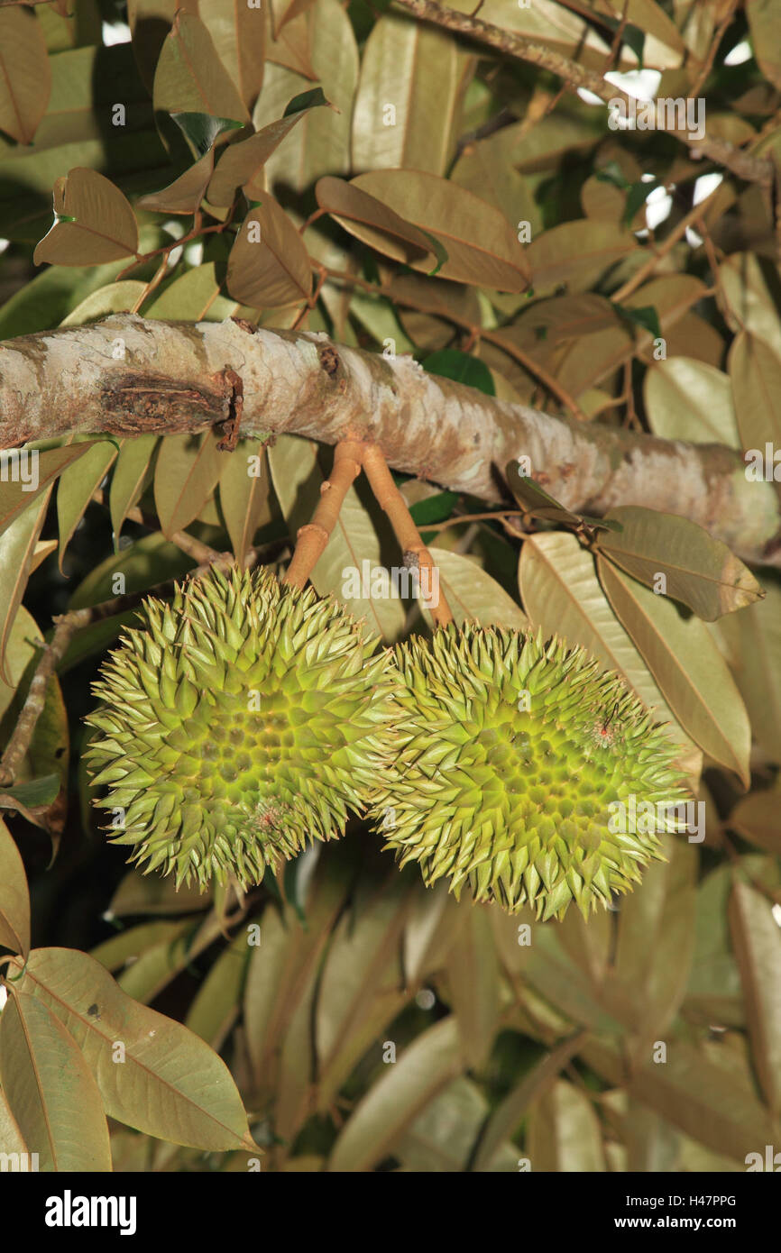 Durianfrüchte im Baum, Stockfoto