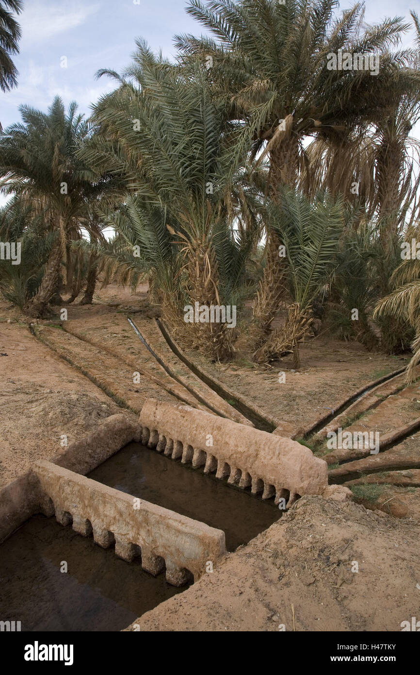 Algerien, Oase Afrouni, Palmengarten, Wassergraben, Wüste, Garten, Palmen, Sandboden, mucky Boden, graben, Wasserläufe, Kanal, Bewässerungs-System, Wasser, Fluss, Wasserverteilung, Produktfotografie, menschenleer, Stockfoto