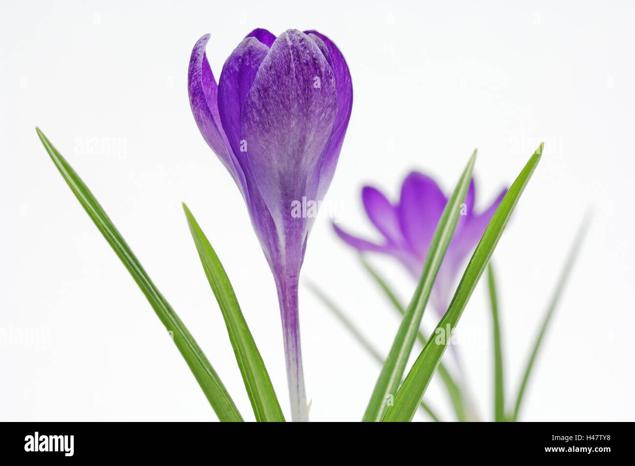 Frühlings-Krokus Crocus Albiflorus, Blume Stockfoto