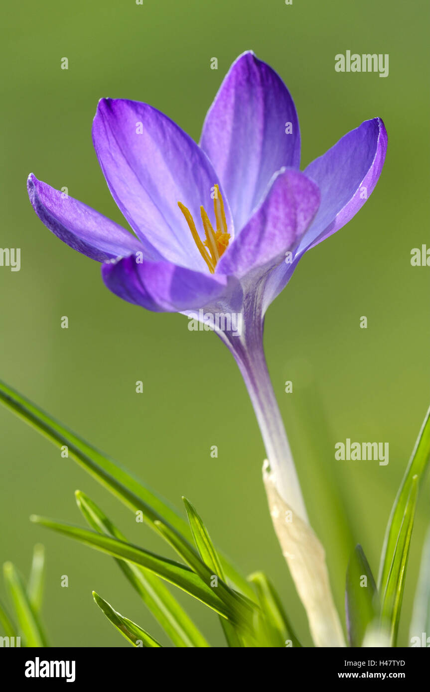 Frühlings-Krokus Crocus Albiflorus, Blume Stockfoto
