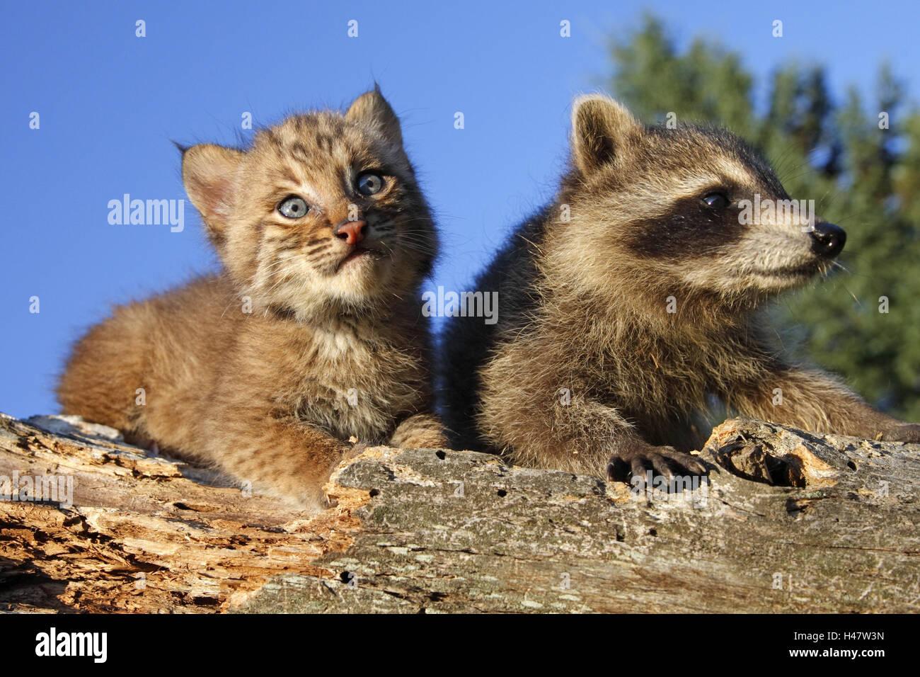 Red lynxes -Fotos und -Bildmaterial in hoher Auflösung – Alamy