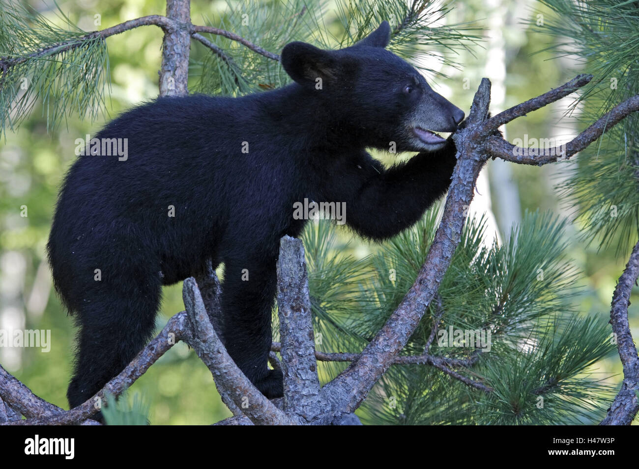 Schwarzer Bär, Ursus Americanus, junges Tier, Baum, Minnesota, USA, Stockfoto