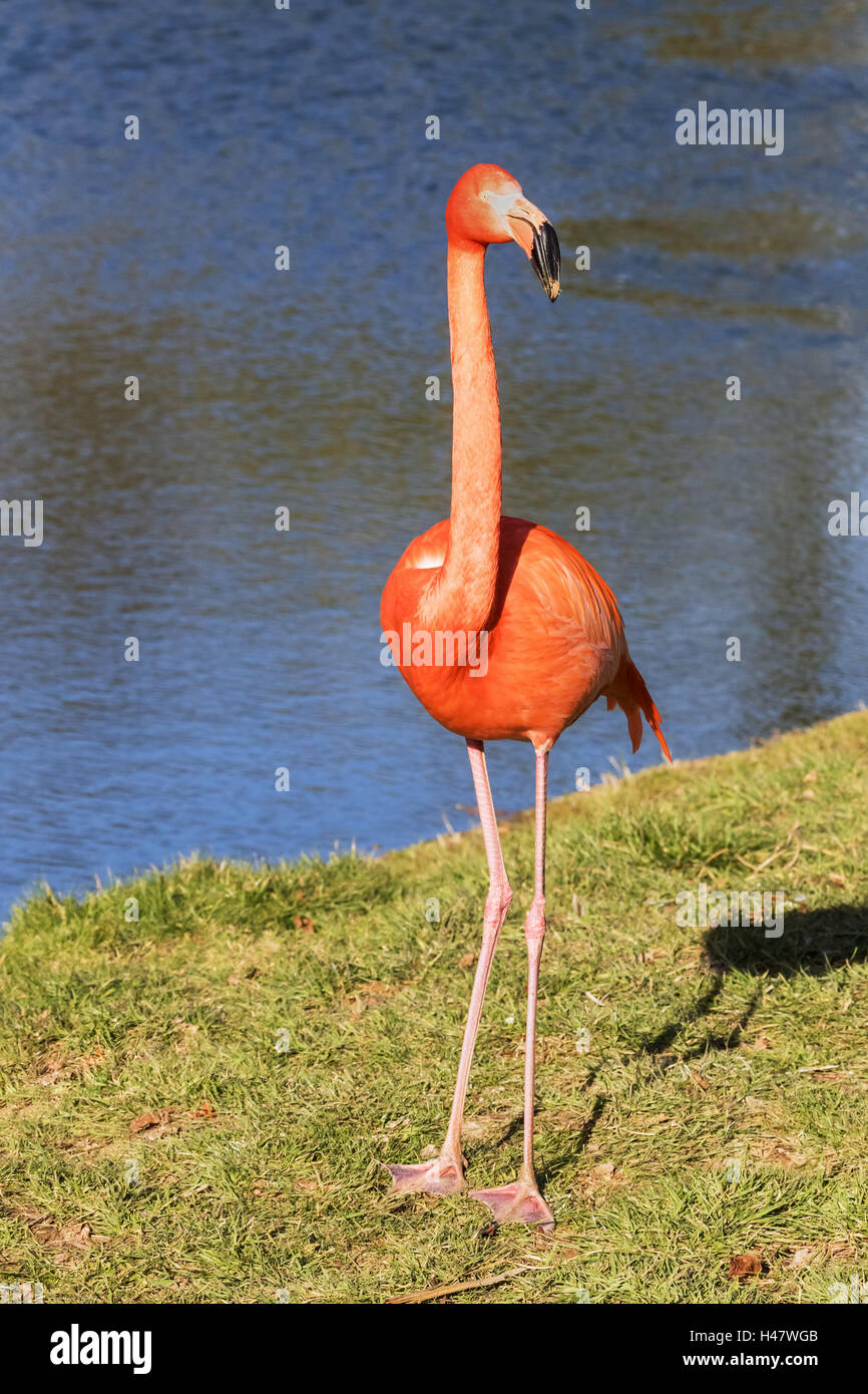 Flamingo stehend in der Sonne neben einer Lagune Stockfoto