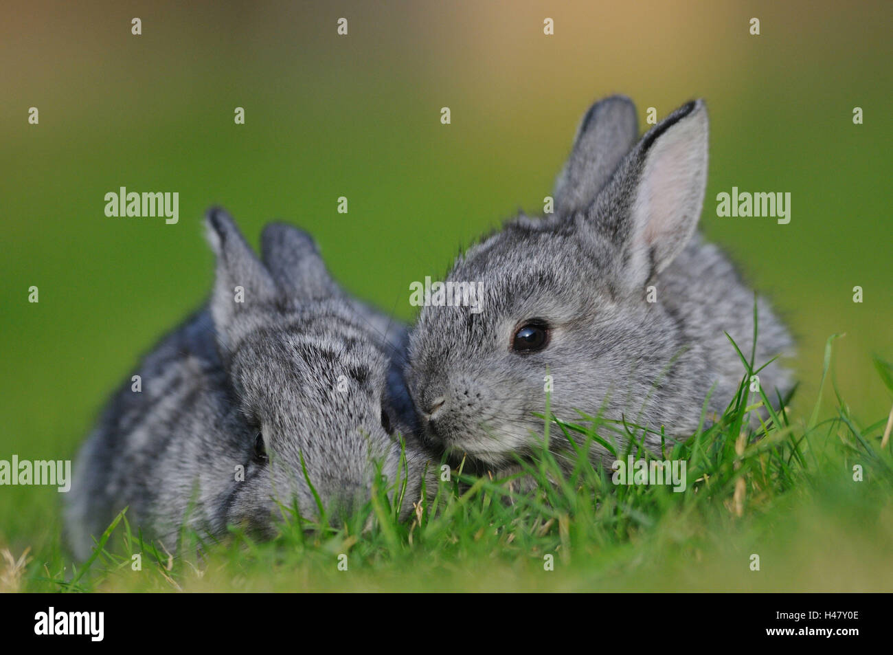 Riesen Chinchilla Kaninchen, junge Tiere, Wiese, Vorderansicht, hockend, Blick in die Kamera, Stockfoto