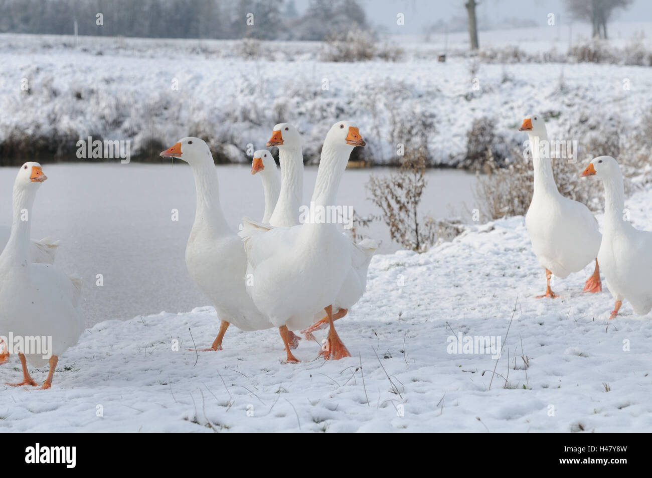 Haus, Gänse, Gruppe, Winter, an der Seite stehen, Stockfoto