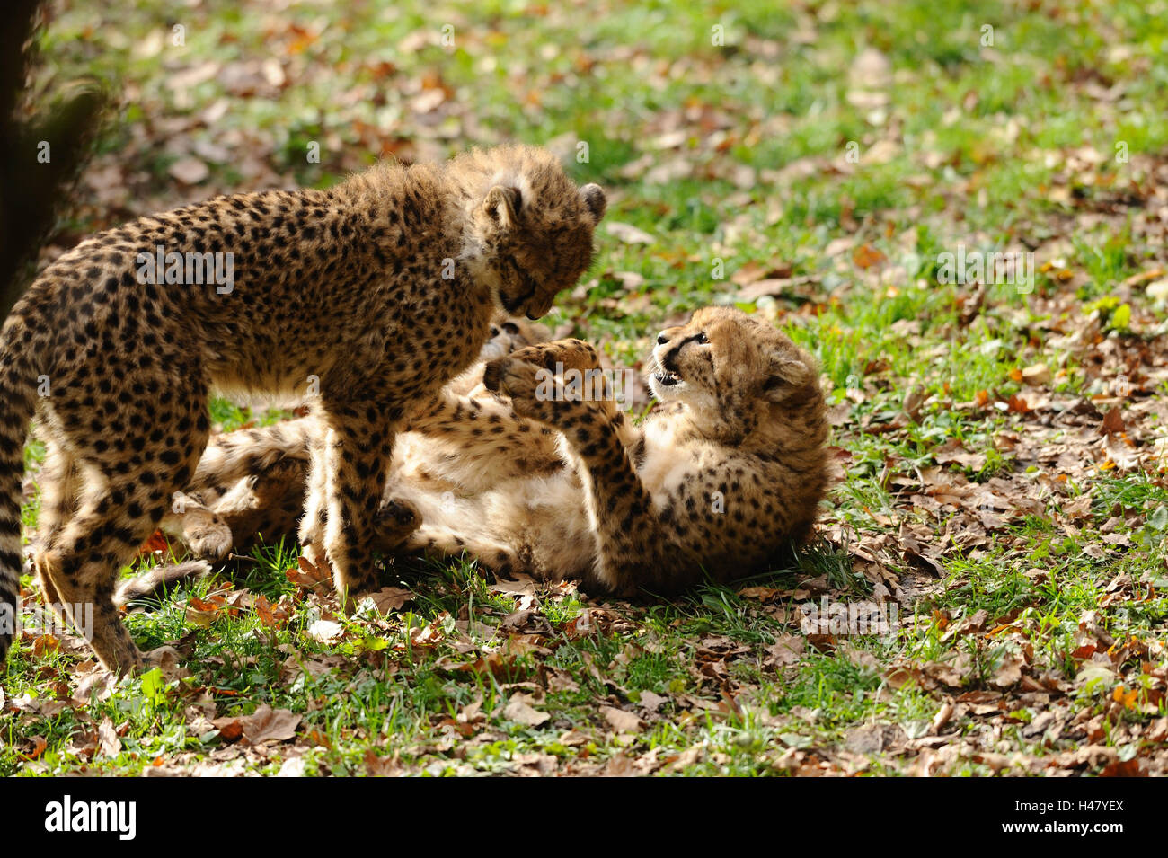 Geparden, Acinonyx Jubatus, Jungtiere, Wiese, Seitenansicht, spielen, Stockfoto