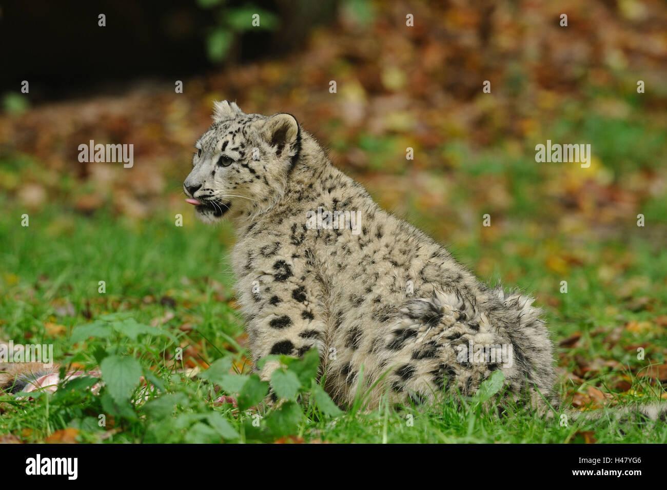 Schneeleopard Uncia Uncia, Jungtier, Seitenansicht, Sit, Rasen, Stockfoto