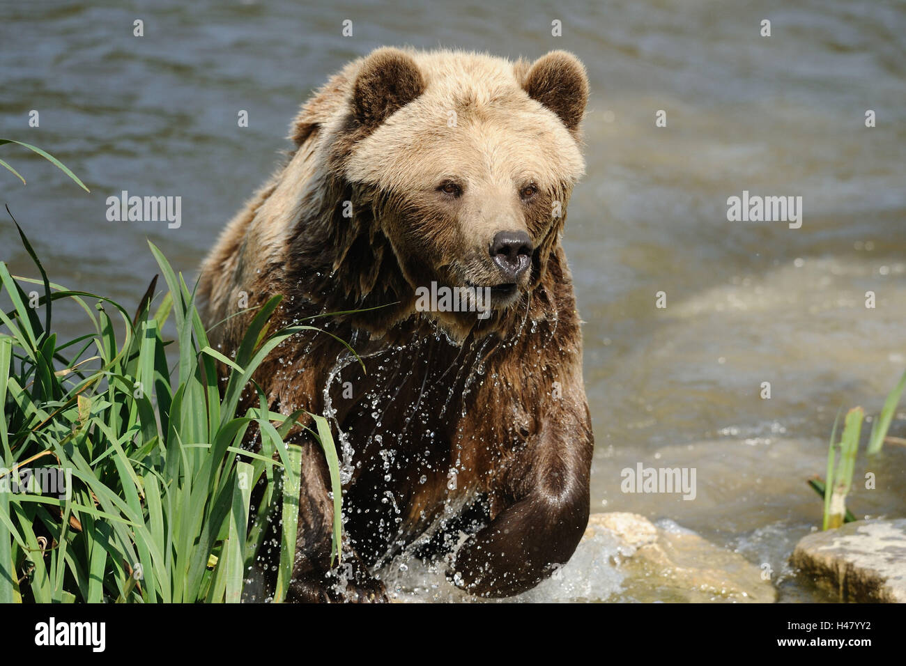 Europäischer Braunbär Ursus Arctos, Ufer, Wasser, frontal, laufen, jagen, Stockfoto