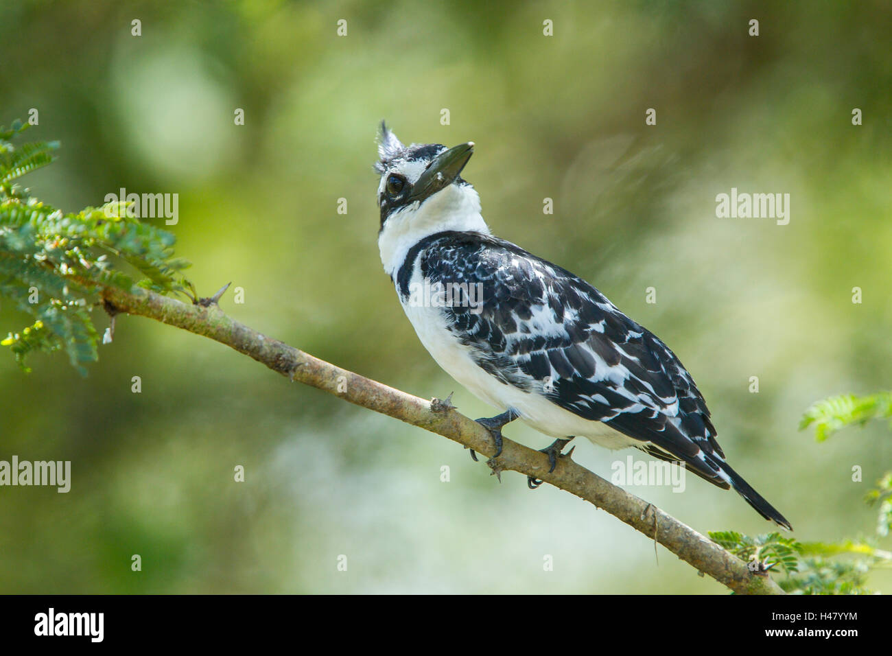 pied Kingfisher (Ceryle Rudis) Erwachsenen thront auf Baum über dem Wasser, Kenia, Ostafrika Stockfoto