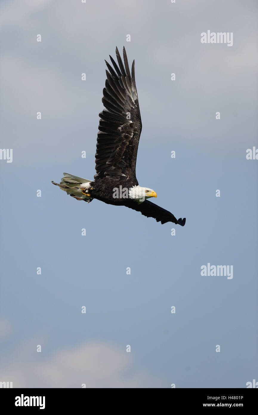 Weißer Kopf See Adler, Haliaeetus Leucocephalus in der Flucht, Stockfoto