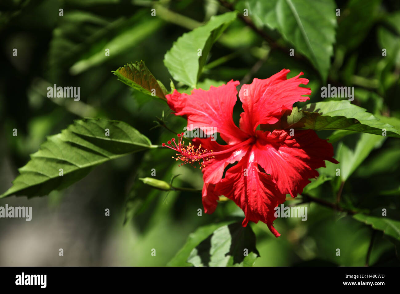 Die Seychellen, La Digue, Hibiskus, rote Blüte, Stockfoto