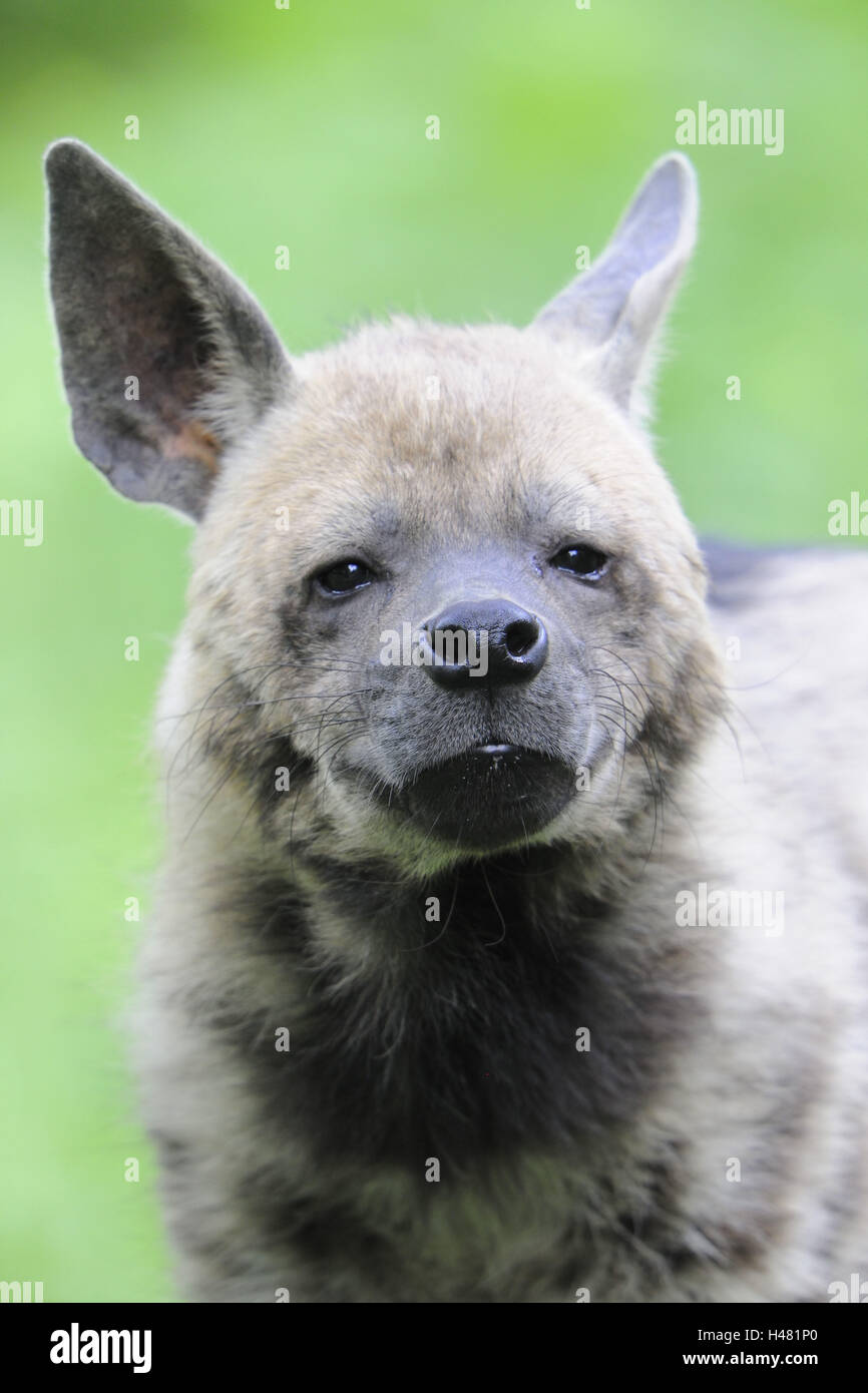 Tüpfelhyäne, Crocuta Crocuta, Porträt, Stockfoto