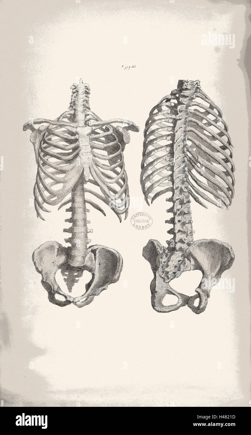 Darstellung der Knochen des Rumpfes des menschlichen Körpers Stockfoto