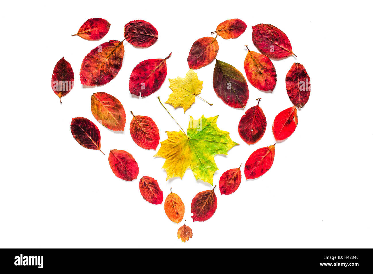 Herbst Herzsymbol gelbe und rote Blätter isoliert auf weißem Hintergrund Stockfoto