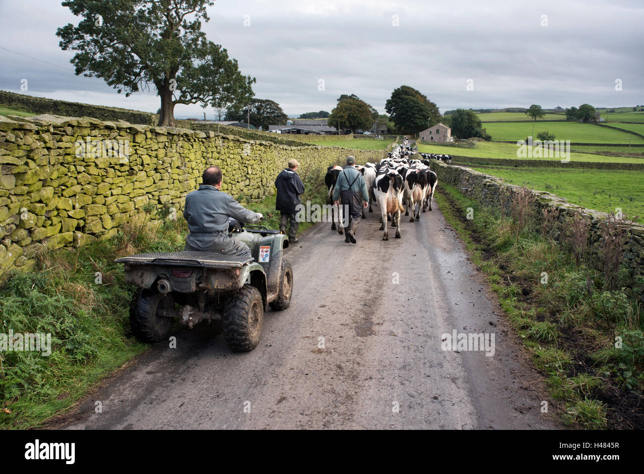 Kühe aus den Bereichen ergriffen, um die Farm zum Melken, Giggleswick, North Yorkshire, UK Stockfoto