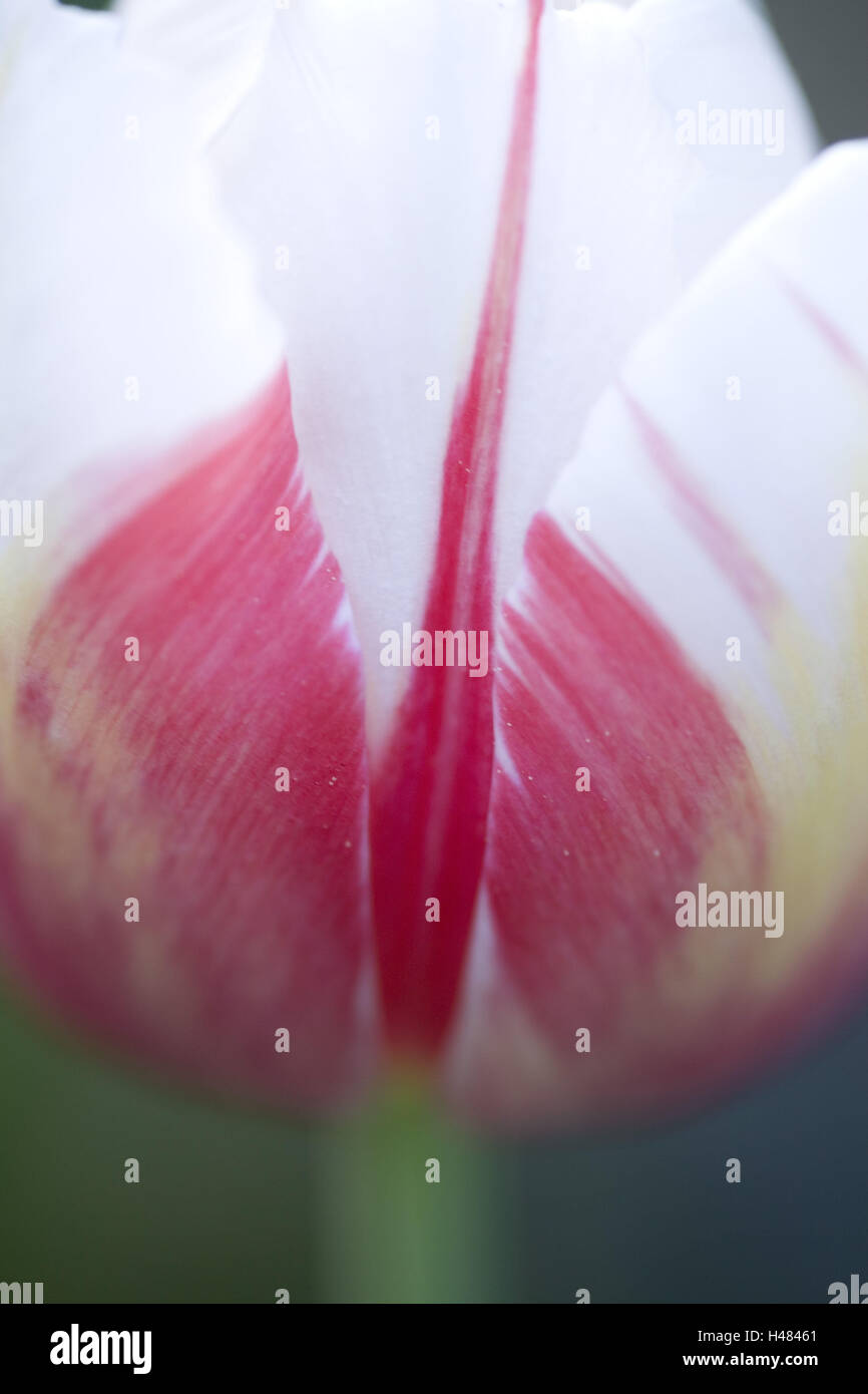 Tulpe, Blüte, rosa weiß, close-up, Stockfoto