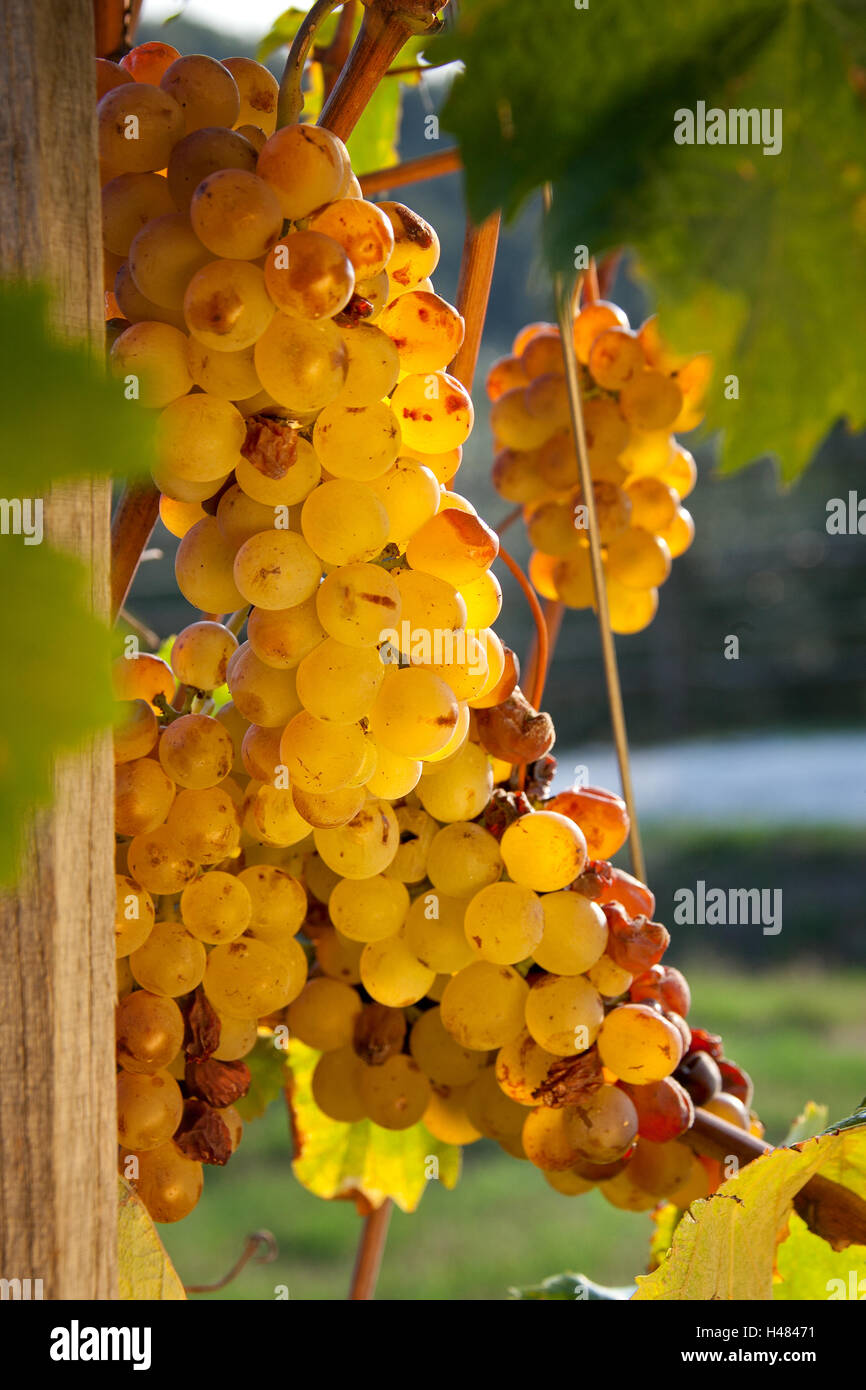 Verarbeitung und Pflege der Weinberge des späten Trauben Likör Weine in Bolgheri, Toskana Stockfoto