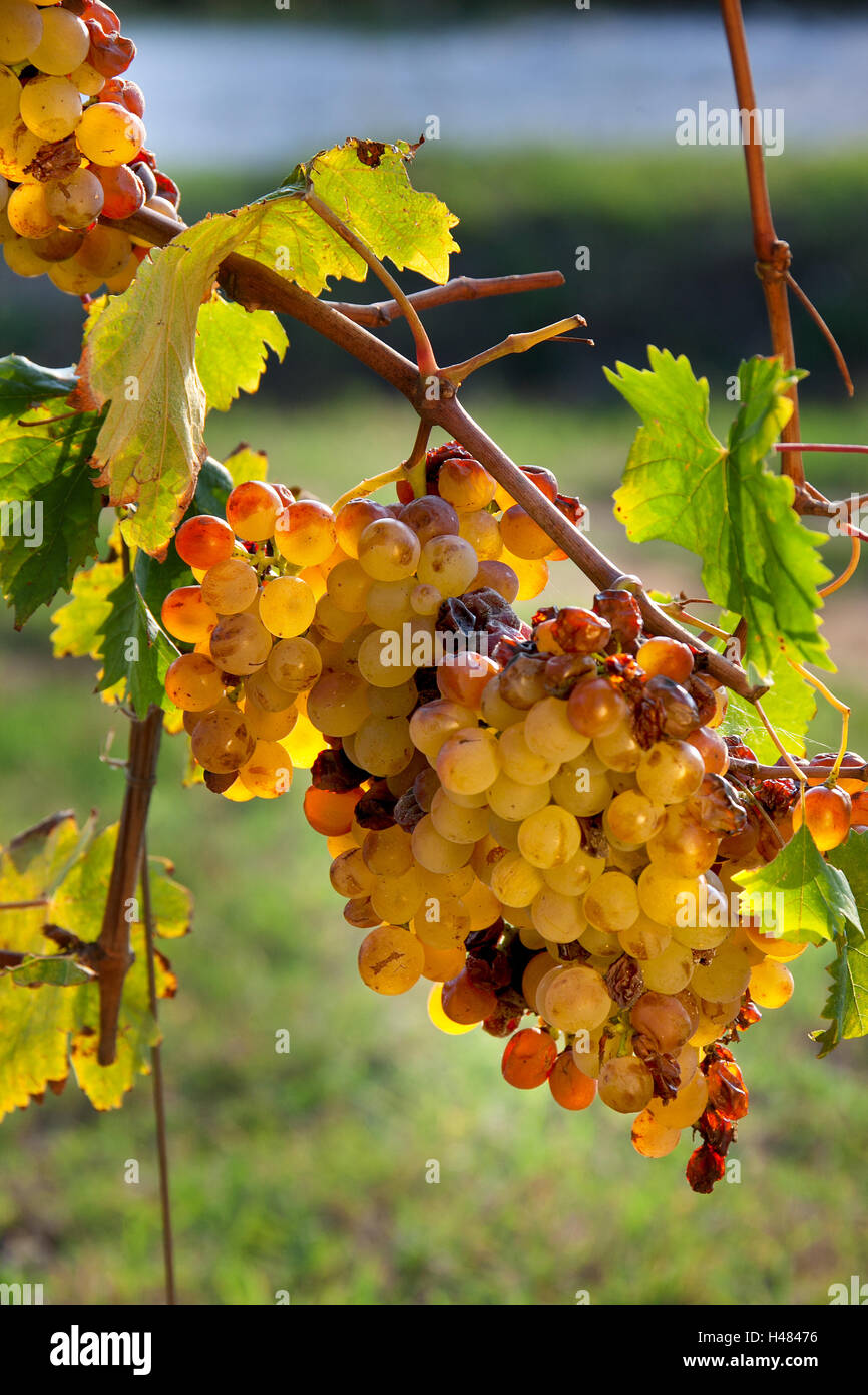 Verarbeitung und Pflege der Weinberge des späten Trauben Likör Weine in Bolgheri, Toskana Stockfoto