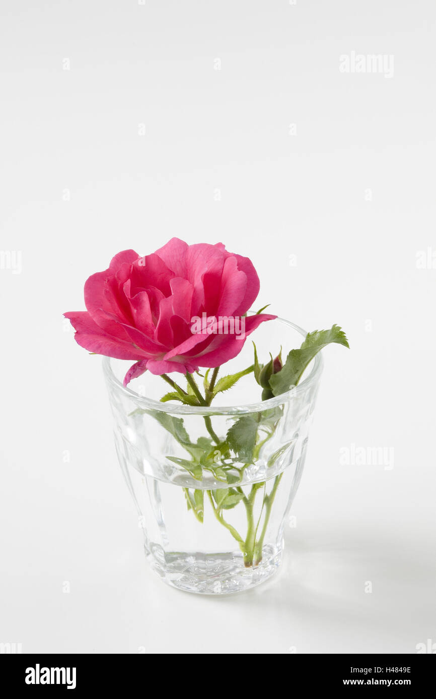 Rosa Rose in das Wasserglas, Stockfoto
