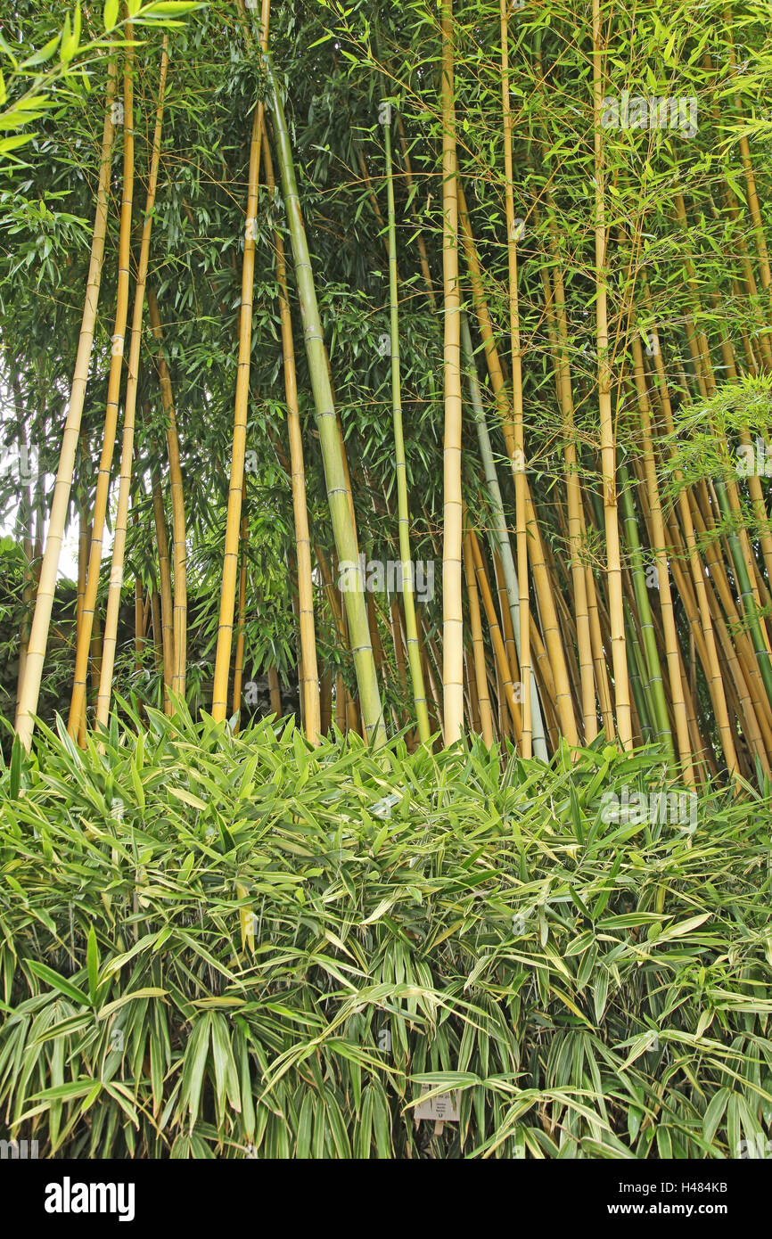 Bambusholz, Italien, Sdtirol, Meran, vertrauten Mannes Dorf, Garten,  Garten, Park, Park, ffentlich, botanische, Botanik, asiatische, Pflanzen,  urzeitlichen Wald, urzeitlichen waldartige, Bambus, Sticks, Bambusstcke,  Belastung, Ringe, schlank, dnn ...