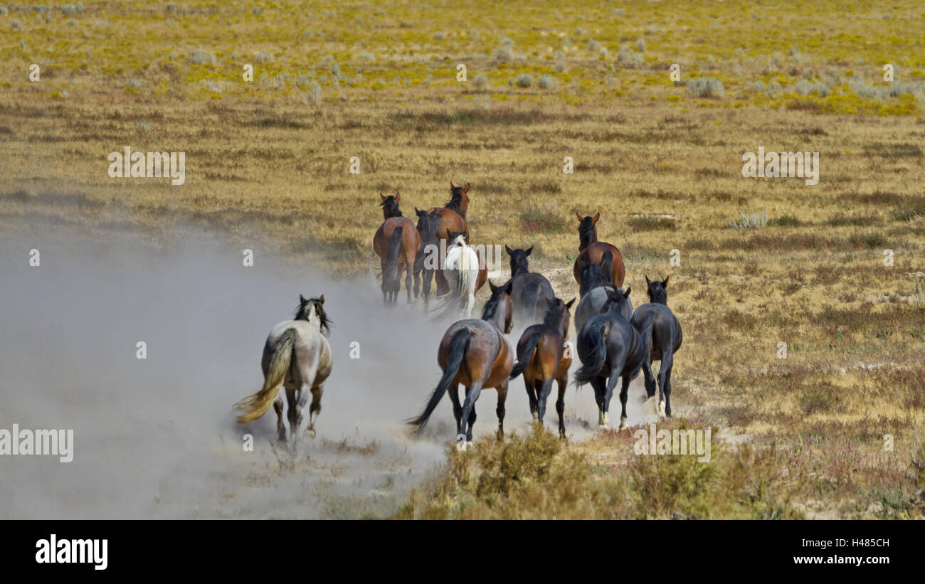 Sand wird aufgewirbelt durch abfliegende Herde von staubigen, wilden Pferden bei Onaqui Herde Verwaltungsbereich in Utah. Stockfoto