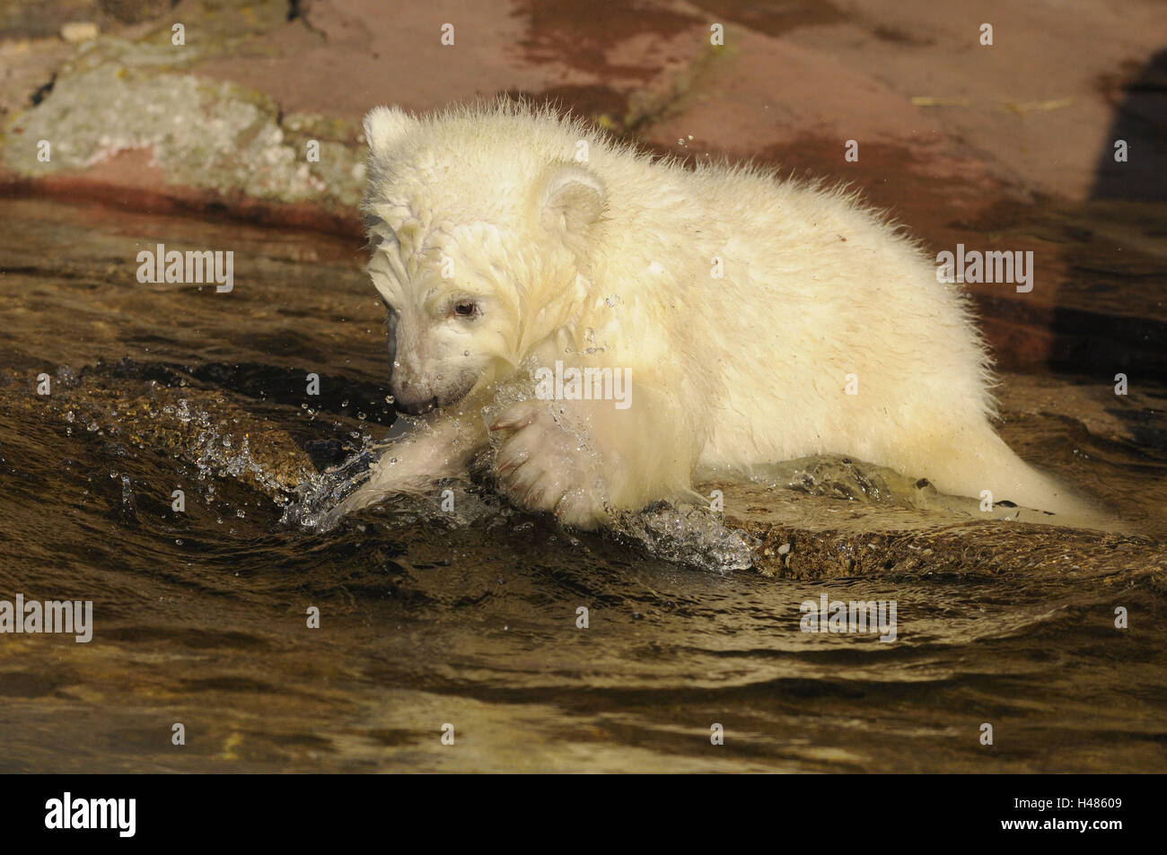 Eisbär Ursus Maritimus, Jungtier, Wasser, spielen, Stockfoto