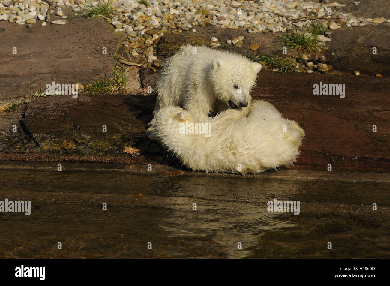 Eisbären, Ursus Maritimus, junge Tiere, spielen, Stockfoto