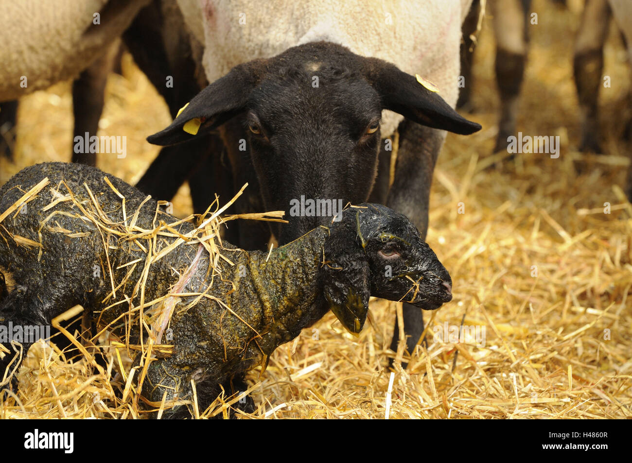 Suffolk Schafe, Hausschaf Ovis Orientalis Aries, Mutter Tier, Lamm, Blick in die Kamera, Stockfoto